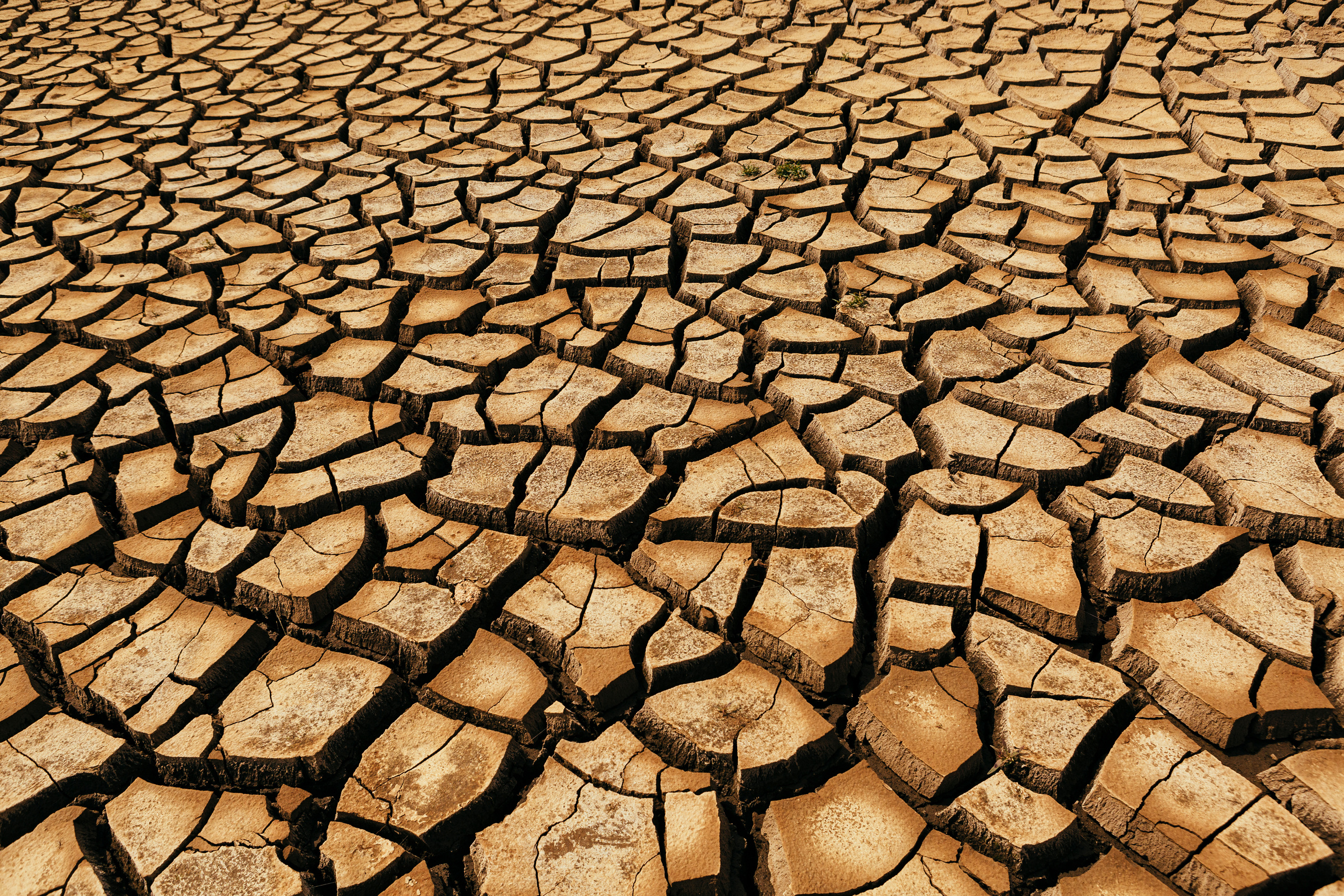 Arid Wasteland in the Desert