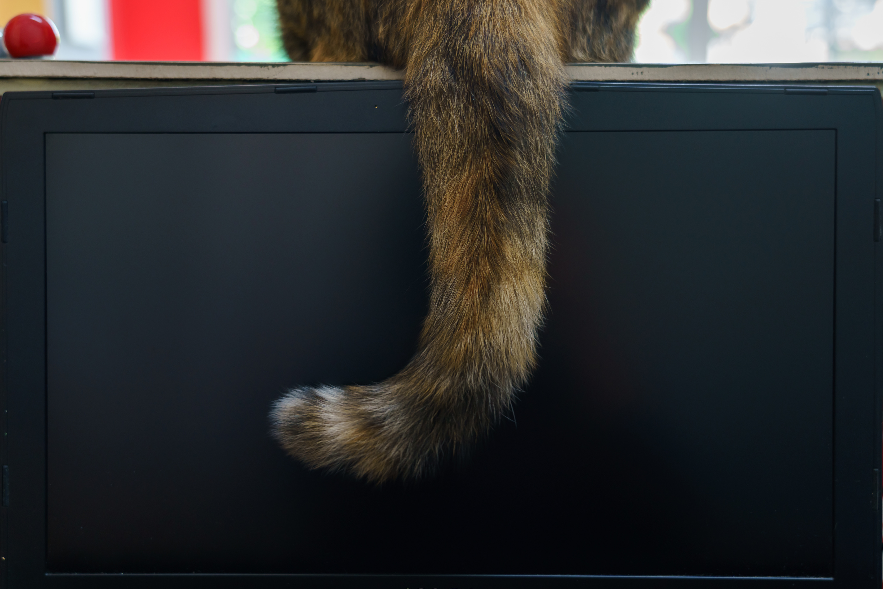 Laptop screen with cat tail